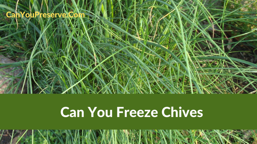 Can You Freeze Chives How To Freeze Chives The Easy Way? Can You