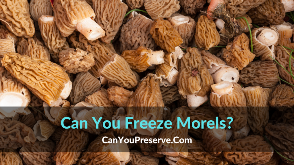 Can You Freeze Morels How To Freeze Morel Mushrooms? Can You Preserve
