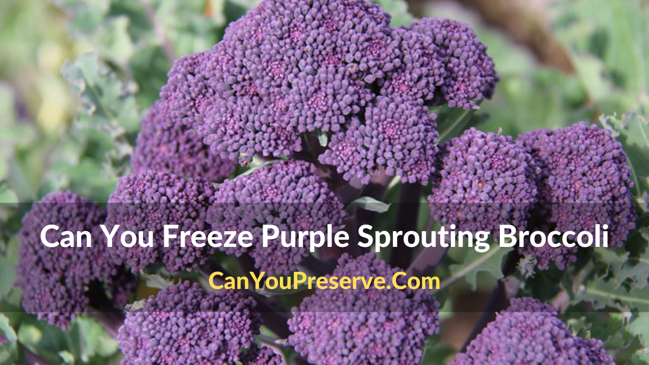 Can You Freeze Purple Sprouting Broccoli