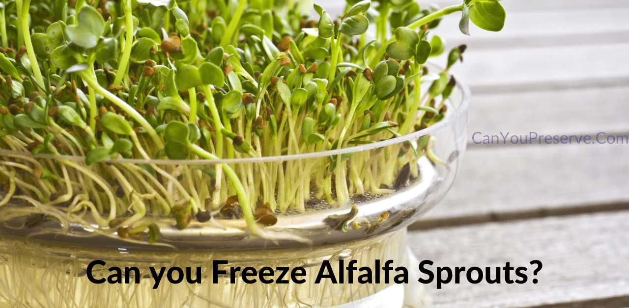 Can You Freeze Alfalfa Sprouts