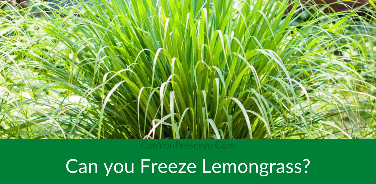 Can you Freeze Lemongrass