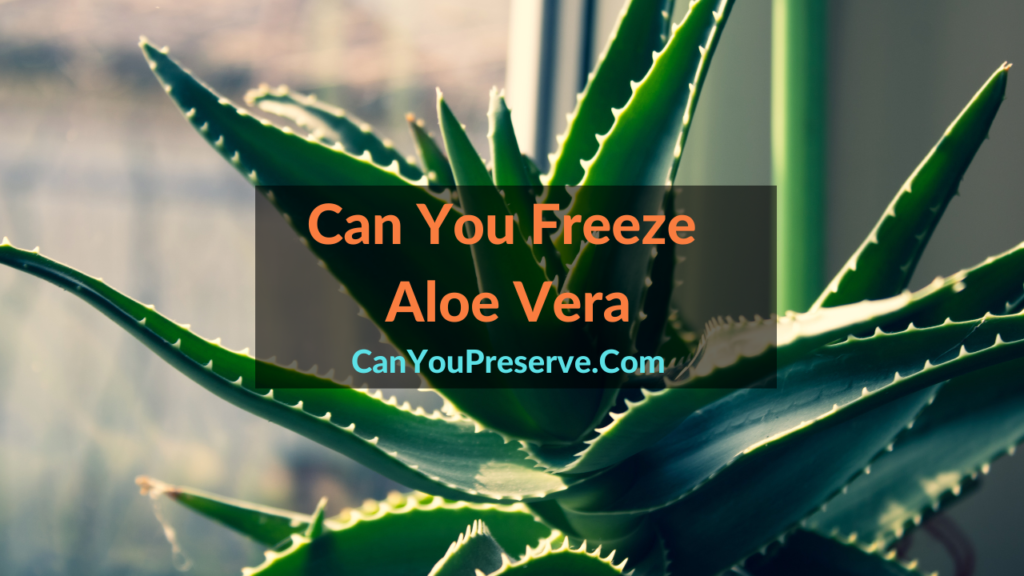 Can You Freeze Aloe Vera? How To Freeze Aloe Vera? Process of