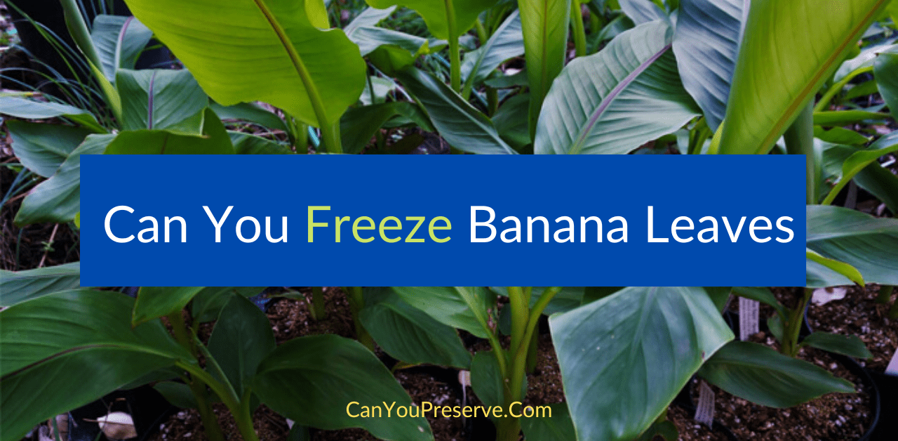 Can You Freeze Banana Leaves