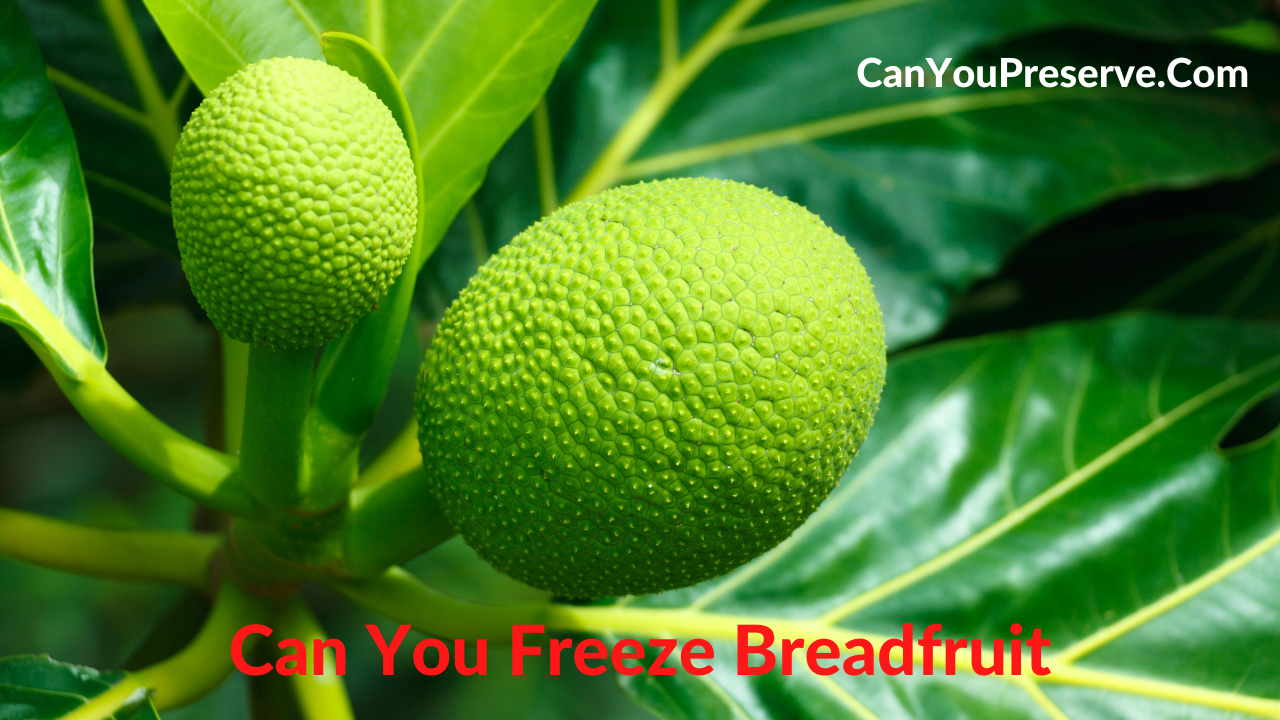 Can You Freeze Breadfruit