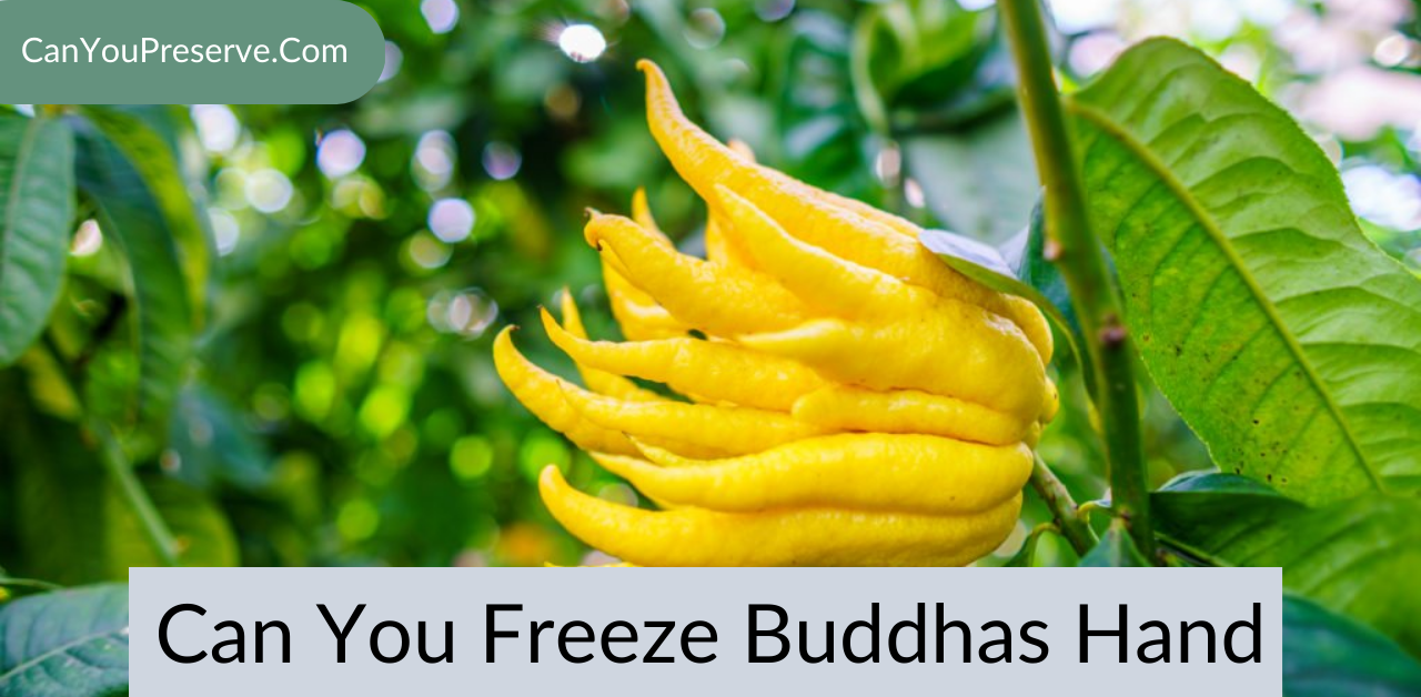 Can You Freeze Buddhas Hand