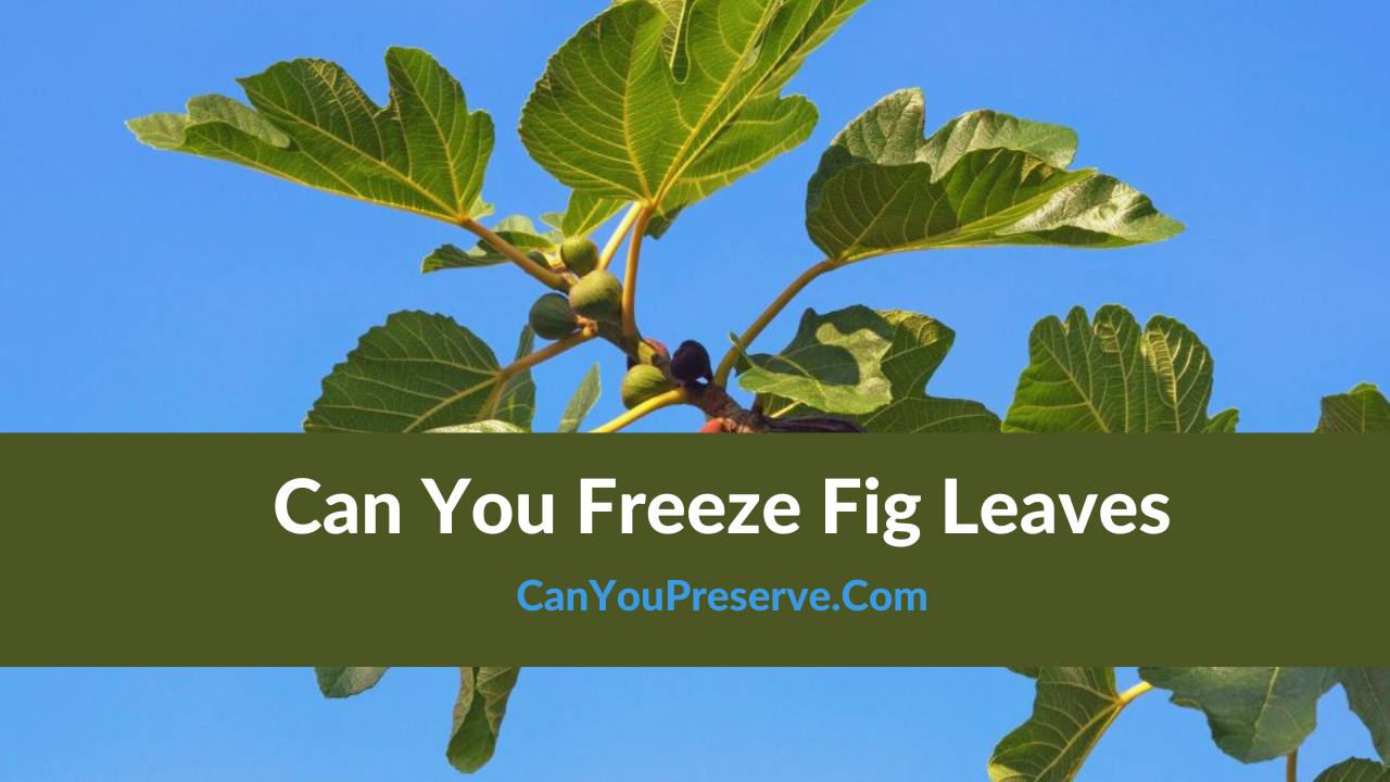 Can You Freeze Fig Leaves