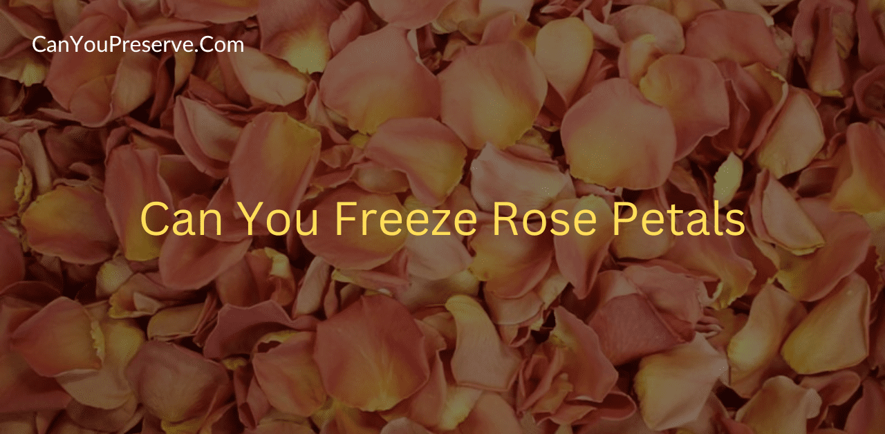 Can You Freeze Rose Petals