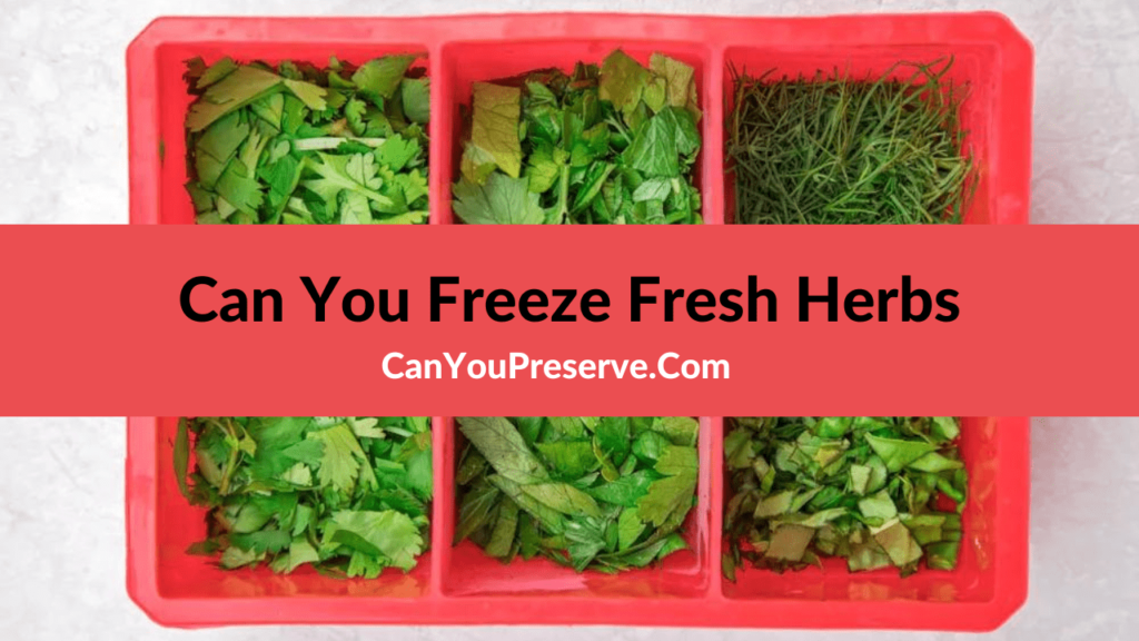 Can You Freeze Fresh Herbs What Is The Best Way To Freeze Fresh Herbs? Can You Preserve