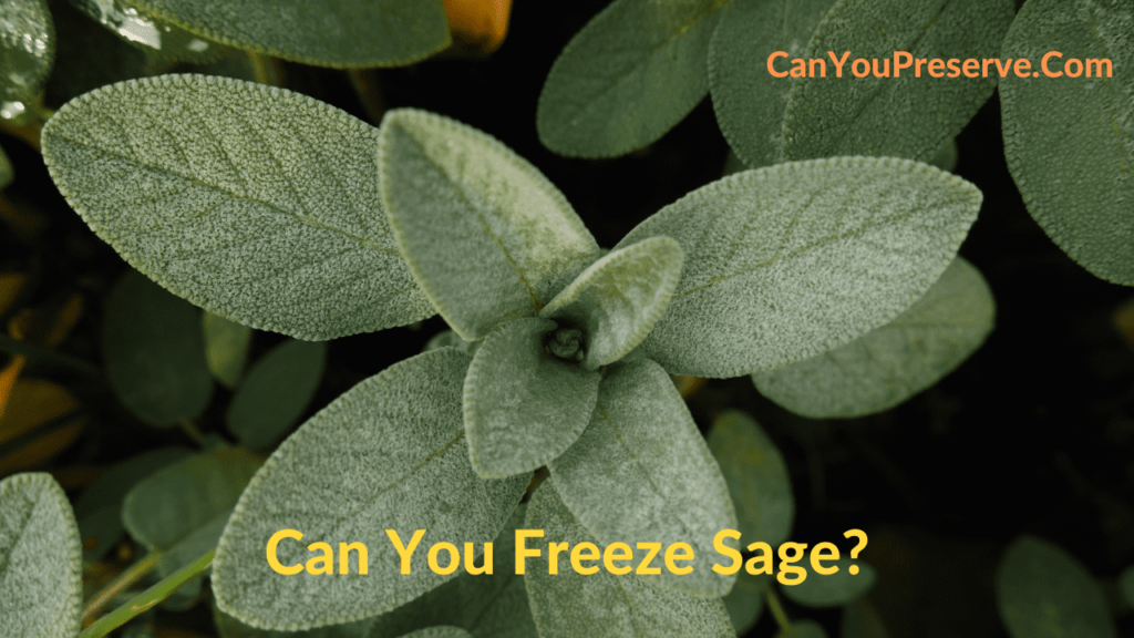 Can You Freeze Sage How To Freeze Herb Sage For Freshest Flavor