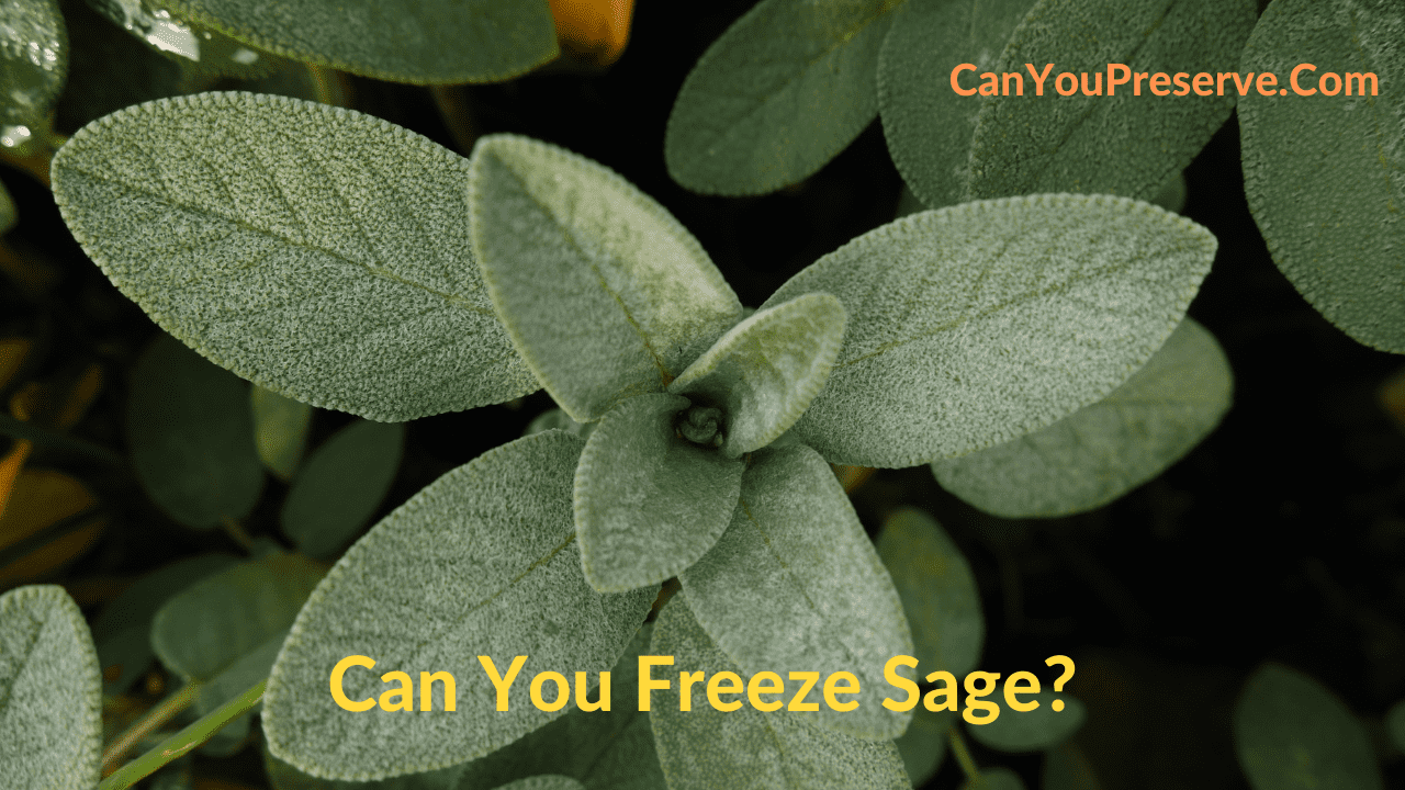 Can You Freeze Sage