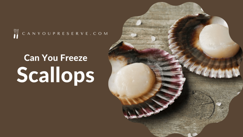 Can You Freeze Scallops How To Freeze and Store Fresh Scallops